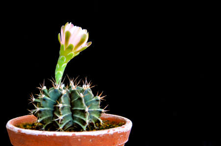 Gymnocalycium mihanovichii flower on black background.の写真素材