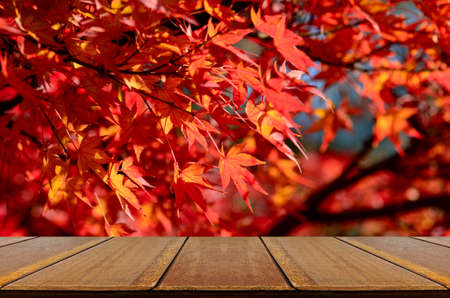 Perspective wood counter with fully red Japanese maple tree garden in autumn