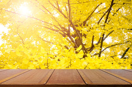 Perspective wood table and fully yellow of Ginkgo autumn leaves with bokeh background.の写真素材
