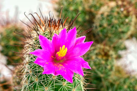 Pink flower of Mammilaria spp.の写真素材