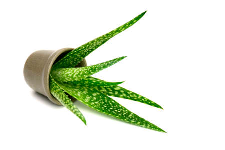 Small pot of Aloe Vera plant isolated on whiteの写真素材