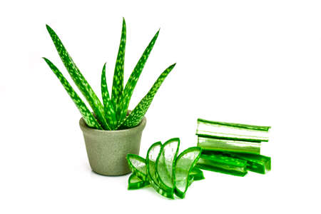 Aloe Vera leaves and cut Aloe Vera leaves shows transparent Aloe Vera gel inside.の写真素材