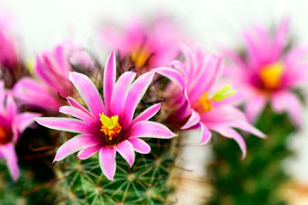Pink flower of Mammilaria spp. on cactus gardenの写真素材