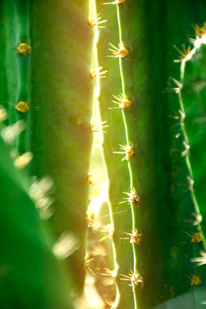 Green stem and spines