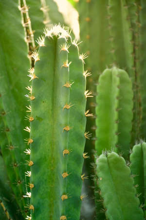 Green stem and spinesの写真素材