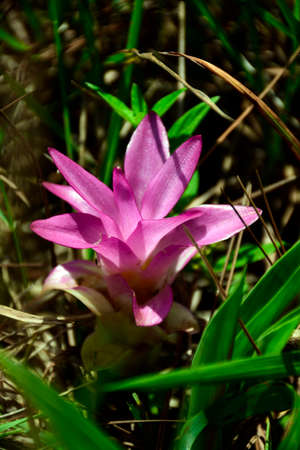 Siam Tulip or Summer Tulip (Curcuma alismatifolia) in natural forest field.の写真素材