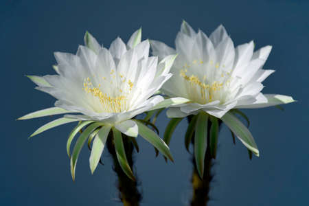 Echinopsis subdenudata shows fully blossom of white flower with fragrant.の写真素材