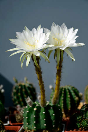 Echinopsis subdenudata shows fully blossom of white flower with fragrant.