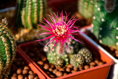 Lobivia spp. with red shinshowa flower style.の写真素材