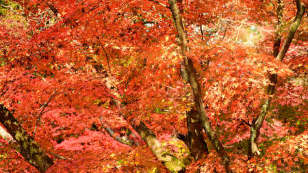 Maple Tree Garden in Autumn. Red Maple leaves in Autumn.の写真素材