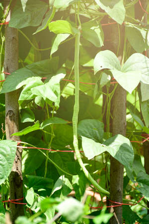 Organic yard long Bean (Vigna unguiculata) on agriculture field.の写真素材