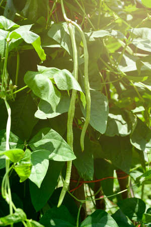 Organic yard long Bean (Vigna unguiculata) on agriculture field.
