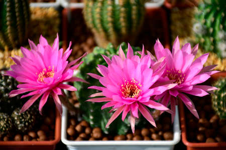 Pink flowers of hybrid cactus between Echinopsis and Lobivia with green and yellow variegated stem.の写真素材