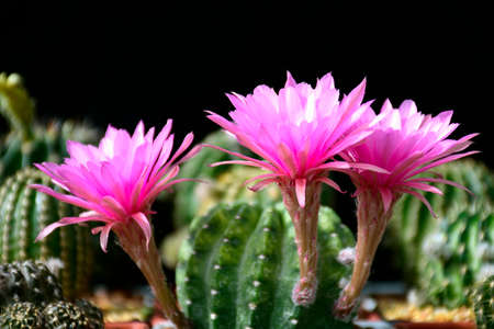 Pink flowers of hybrid cactus between Echinopsis and Lobivia with green and yellow variegated stem.の写真素材