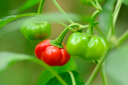 Organic red and green pumpkin pepper on natural green background.の写真素材