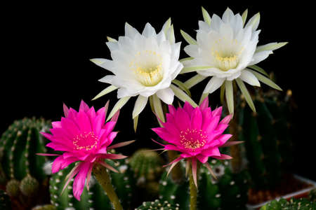 White flowers and pink flowers of hybrid cactus between Echinopsis and Lobivia on dark background.の写真素材
