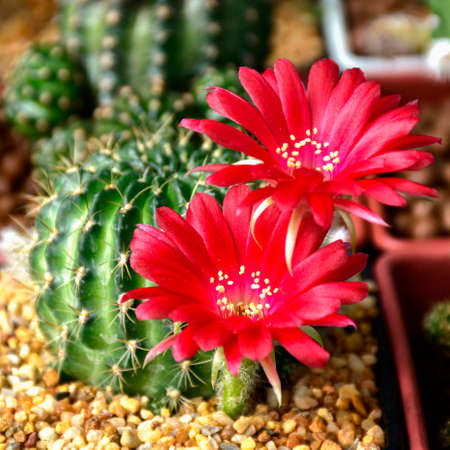 Pot of Red flowers of Lobivia spp. in cactus garden.の写真素材