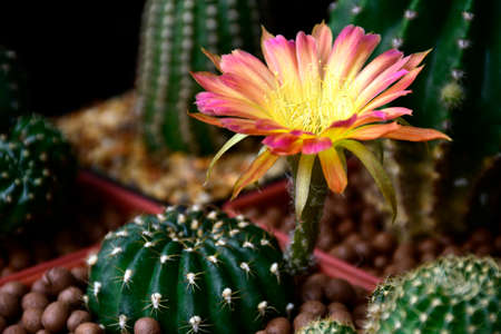 Pot of two-tone flowers of Lobivia spp. in cactus garden.の写真素材