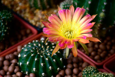 Pot of two-tone flowers of Lobivia spp. in cactus garden.の写真素材