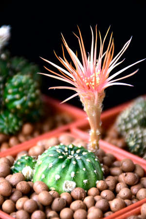 Lobivia spp. with orange shinshowa flower style on dark background.の写真素材