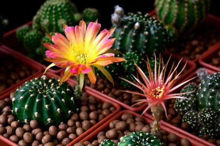Varous type of Lobvia spp. cactus fowers on dark background.の写真素材