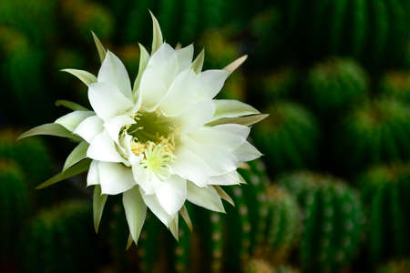 Echinopsis subdenudata shows fully blossom of white flower with fragrant.の写真素材