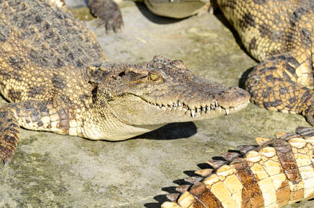 Freshwater crocodile, Siamese crocodile (Crocodylus siamensis) in close farm.の写真素材