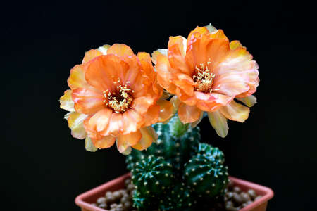 Orange flowers of Lobivia, on black background.の写真素材