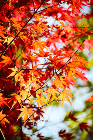 Autumn Japanese maple leaves with warm light tone.の写真素材