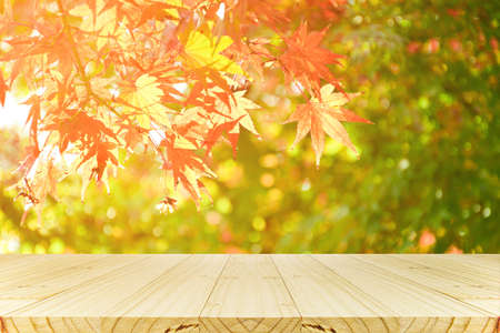 Perspective wood counter with Japanese maple tree garden in autumn. Wood shelf for product display.の写真素材