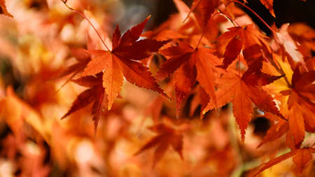 Autumn Japanese maple leaves displayed with spot light on black background.の写真素材