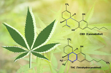 Medical marijuana and chemical structure of active ingredients. THC or Tetrahydrocannabinol and CBD, the most active substance in marijuana.の写真素材