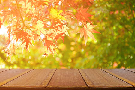 Perspective wood counter with Japanese maple tree garden in autumn. Wood shelf for product display.の写真素材