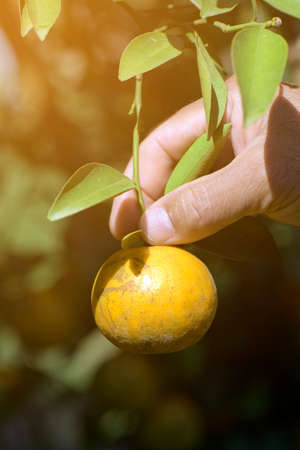 Hand pick up organic tangerine on the tree in the organic orchard.の写真素材