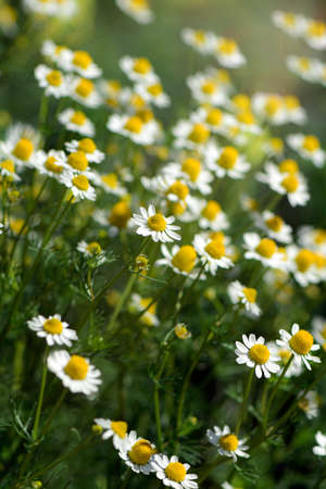 Organic Chamomile (Chamaemelum nobile L.). on natural plantation field. Chamomile is used for sleep aid, mild sedative, lower anxiety and some inflammation inside the body.の写真素材