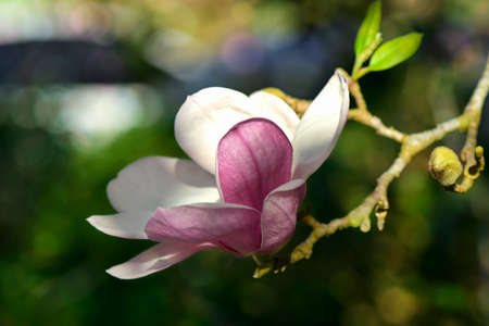 Pink Magnolia (Magnolia liliiflora.) or Tulip tree in botanical garden.の写真素材
