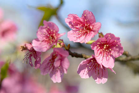 Pink cherry blossom on natural color background. Pink Sakura in spring time.の写真素材
