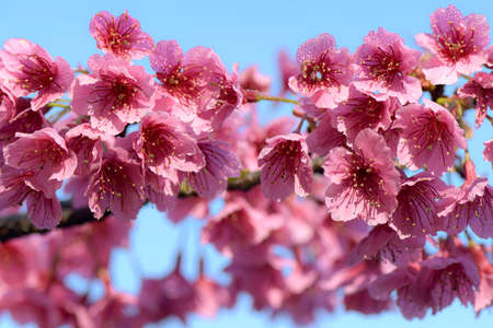 Pink cherry blossom on natural color background. Pink Sakura in spring time.の写真素材