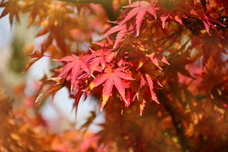 Maple Tree Garden in Autumn. Fully red Maple leaves in Autumn. Autumn background with warm autumn...