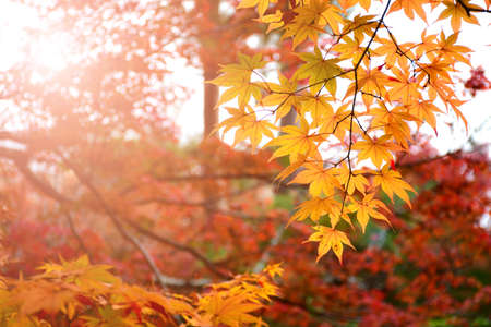 Early Autumn with maple leaves background in warm sunny tone with copy space.の写真素材