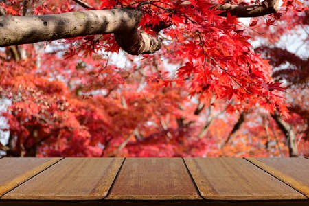 Perspective wood counter with fully red Japanese maple tree garden in autumn. Wood shelf photo montage for product display.の写真素材