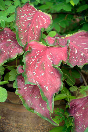 Beautiful leaves of Caladiun spp. on natural background. Caladium is a genus of flowering plants in the family Araceae. They are often known by the common name elephant ear.の写真素材