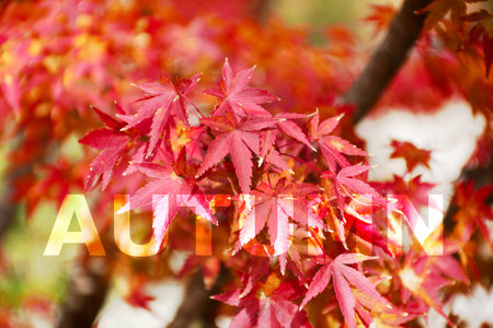 Autumn Bakground. Maple Tree Garden in Autumn. Fully red Maple leaves in Autumn. Autumn background with warm autumn sun light.の写真素材