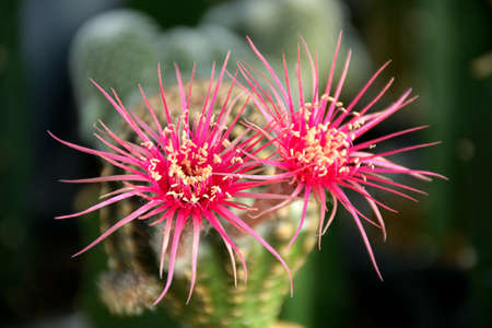Lobivia spp. with pink shinshowa flower style on blurred cactus garden background background.の写真素材