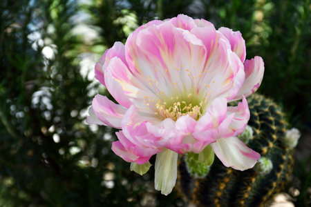 Close-up of pink Lobivia hybrid on natural green background with copy space.の写真素材