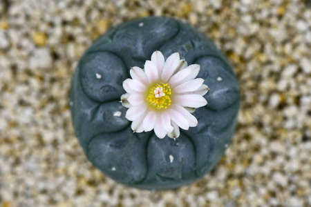 Lophophora williamsii or Peyote with pale pink blossom flower on pumice stone background.の写真素材