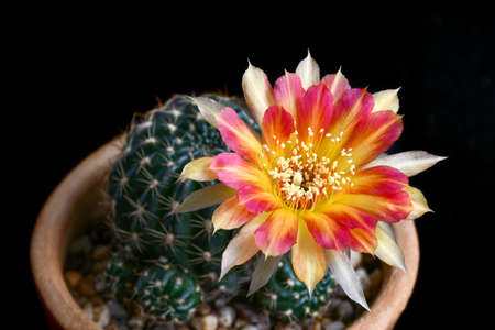 Lobivia spp. with two tone pink and yellow flower on black background.の写真素材
