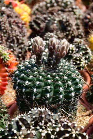 Green Gymnocalycium spp. with flowers in open cactus farm.の写真素材