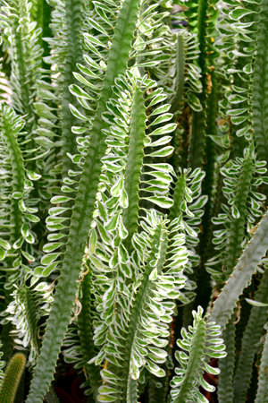 Indian spurgetree or Euphorbia neriifolia in open cactus farm. Euphorbia is a very large and diverse genus of flowering plants, commonly called spurge.の写真素材
