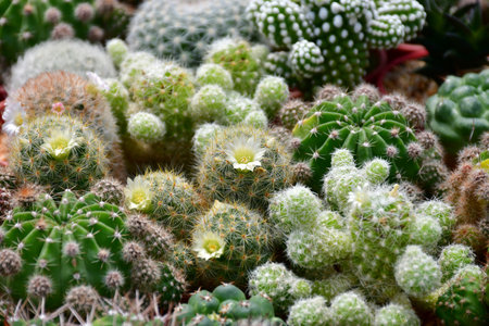 Mammillaria spp., Echinopsis spp., in mixed cactus background in the open cactus farm.の写真素材